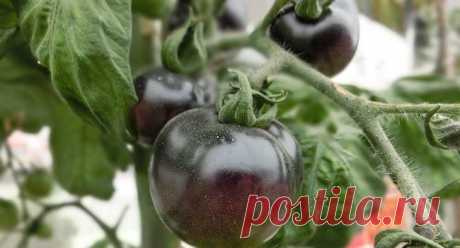 Черные помидоры: лучшие сорта для теплиц и огородов