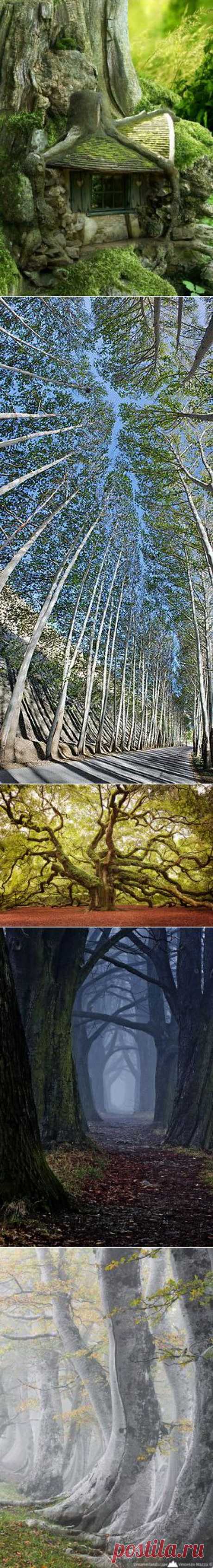 amazing trees | Dusky's Wonders