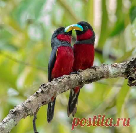 Broadbill preto e vermelho (Cymbirhynchus macrorhynchos) na Malásia por Tan Tc.