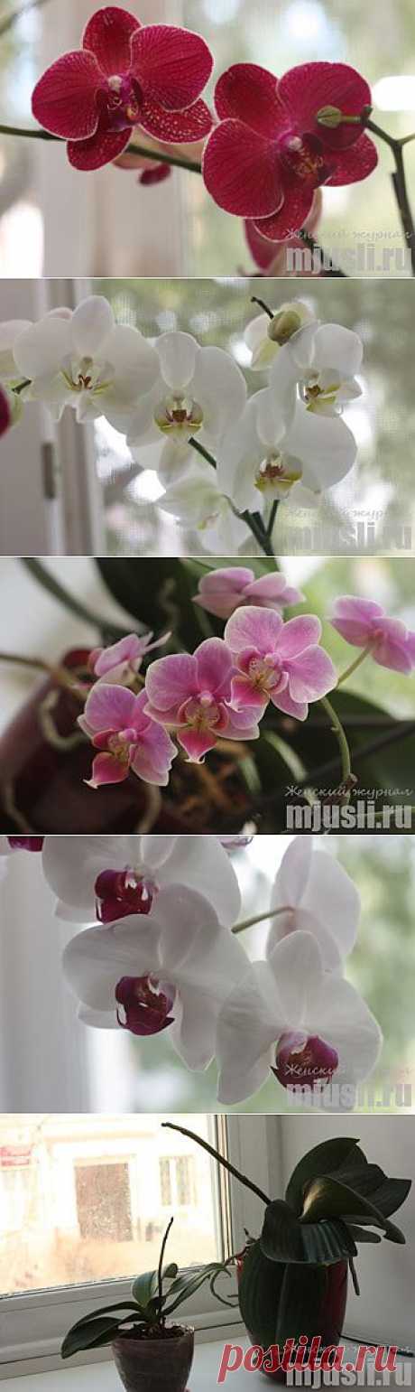 Орхидеи Фаленопсис: размножение и уход в домашних условиях