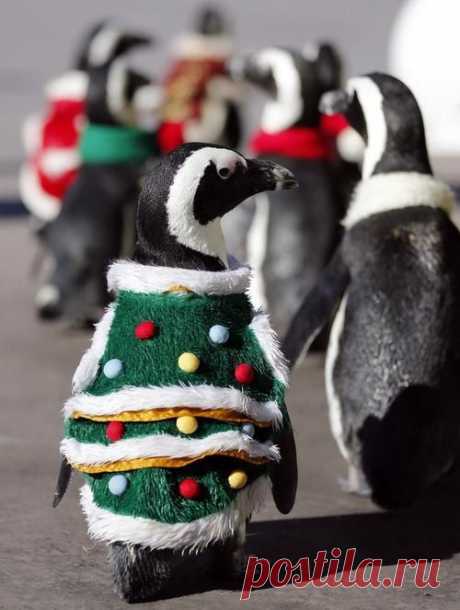 Christmas Penguins