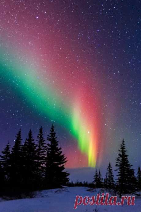 Aurora Over The Trees Of Churchill ~ Manitoba, Canada |  Jose Gilberto Rivera-Franqui приколол(а) это к доске Our Planet Earth…