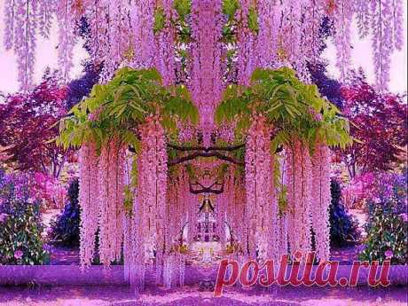 Сад цветов Кавати Фудзи (Kawachi Fuji Garden). Япония | ASPTur.com