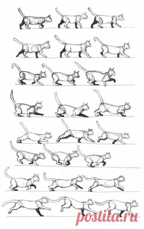 Рисуем кошек