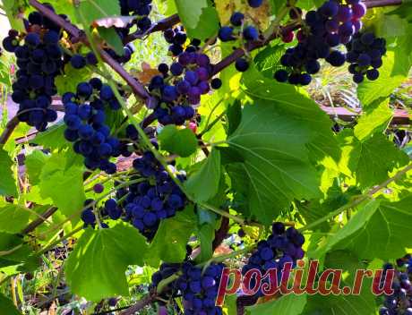 Какие сорта винограда лучше всего подходят для выращивания на беседке и арке | Самарский виноград | Яндекс Дзен