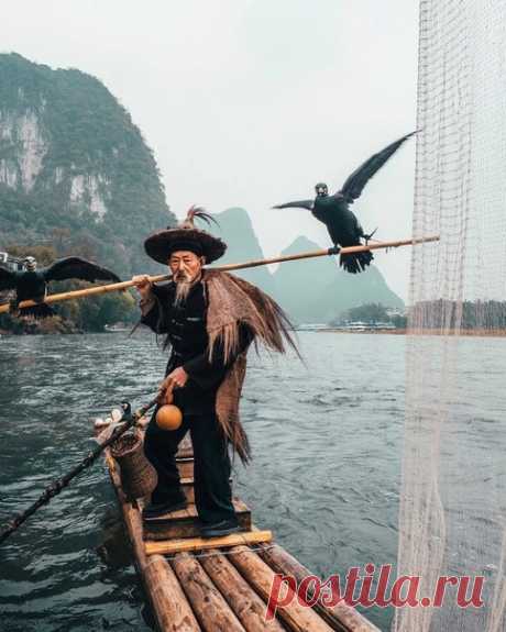 86-летний рыбак Лао Хуанг и его тренированные бакланы. Янгшуо, Китай