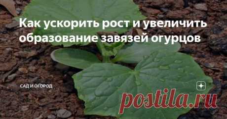 Как ускорить рост и увеличить образование завязей огурцов