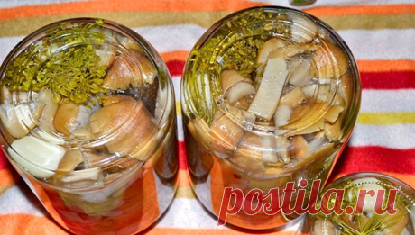 Засолка грибов на зиму – 5 домашних рецептов приготовления