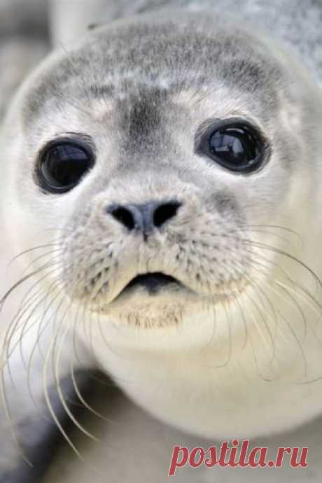 Seal animal | love, cute и smile картинка найдено пользователем Melody for remedy. Находите (и сохраняйте!) свои собственные изображения и видео в We Heart It