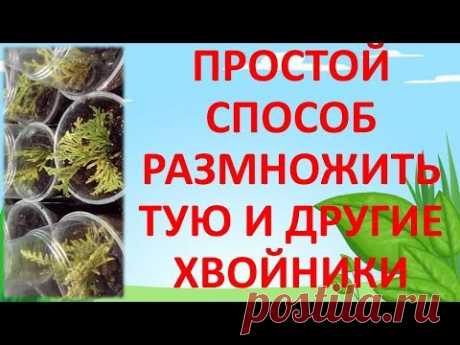 КАК ЛЕГКО🌱 РАЗМНОЖИТЬ 🌲ТУЮ И ДРУГИЕ ХВОЙНЫЕ РАСТЕНИЯ