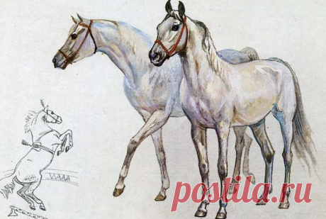Sovetika.ru - сайт о советской эпохе: Породы лошадей на открытках прошлых лет.