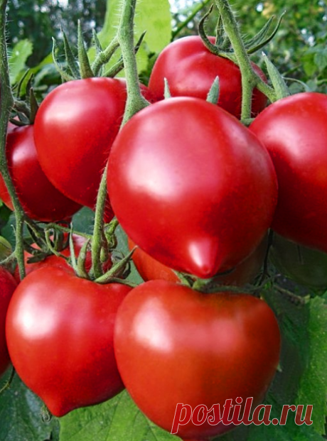 Нашла идеальные сорта томатов, не боятся фитофторы и дают крупный урожай. Соседи будут завидовать! | Дачница Любаша | Всё о даче | Яндекс Дзен