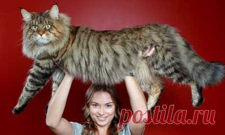 16 мейн-кунов, в сравнении с которыми ваш котик будет смотреться крошечным Мейн-кун — одна из крупнейших пород домашних кошек. В 2010 году титул самой длинной кошки в Книге рекордов Гиннесса получил мейн-кун Стьюи — его длина от