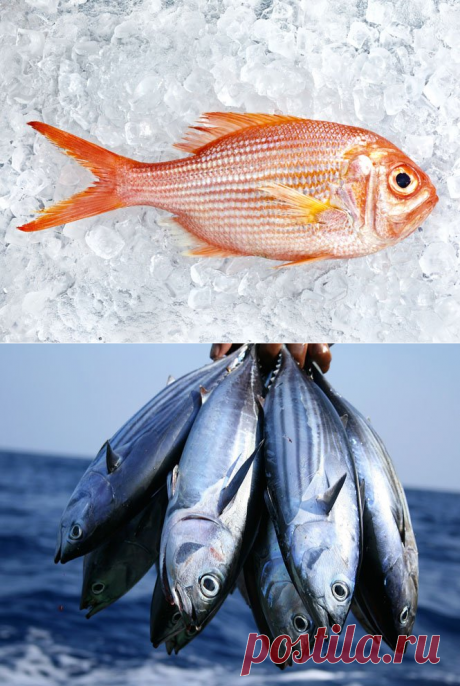 10 видов рыбы, которую лучше не есть | Marie Claire