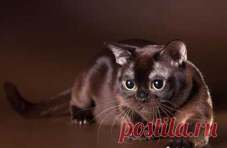 Самые милые коты в мире: породы, описание, характеристика, фото: Бурманская кошка