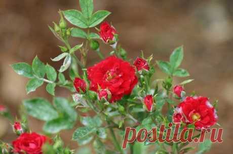 Защита роз от вредителей