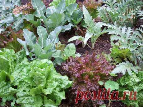 Совместимость растений на грядках | ПолонСил.ру - социальная сеть здоровья