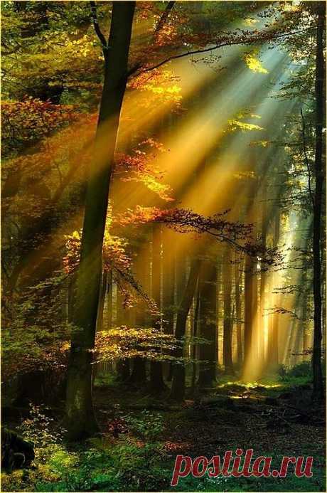 Golden Sun Rays in Black Forest, Schwarzwald, Germany | Amazing Pictures - Amazing Pictures, Images, Photography from Travels All Aronud the World