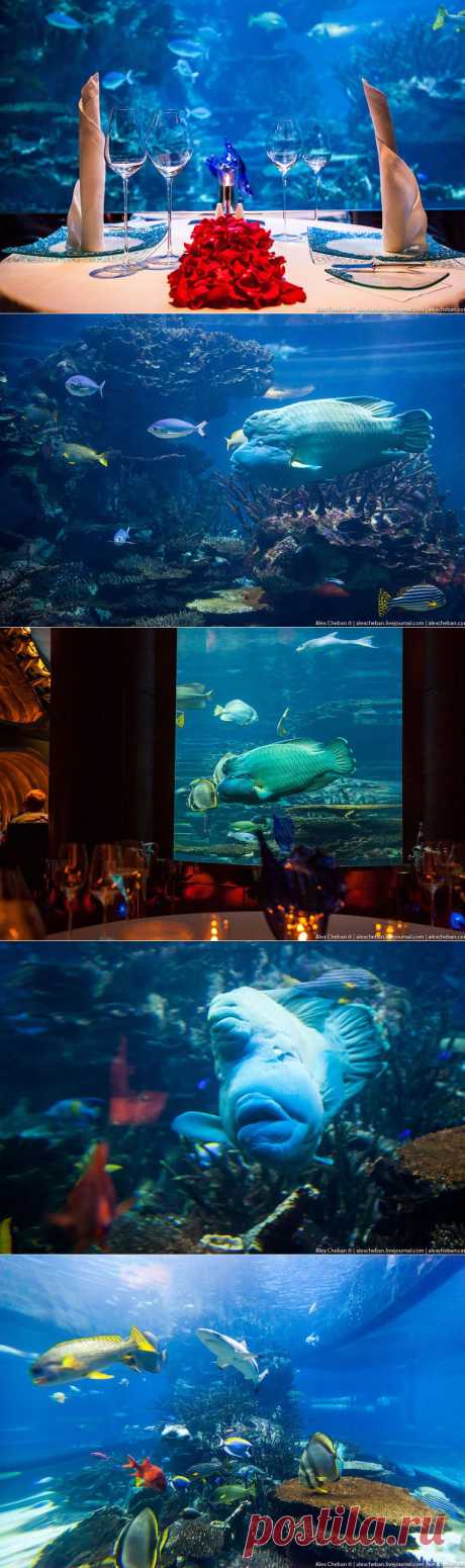 » Подводный ресторан в Дубае Это интересно!