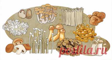 Азиатские грибы – «Еда»