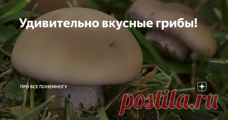 Удивительно вкусные грибы! Приветствую вас дорогие читатели!
Сегодня хочу поделиться с вами рецептом  очень вкусных маринованных грибов , который узнала от своей знакомой.
Немного расскажу о самих грибах , которые мы с мужем попробовали в гостях.Они настолько вкусные и нежные и даже запах у них мне показался каким то  особенным .Наши знакомые рассказали,  что сами собирают их в основном на лугах.Такие грибы называют