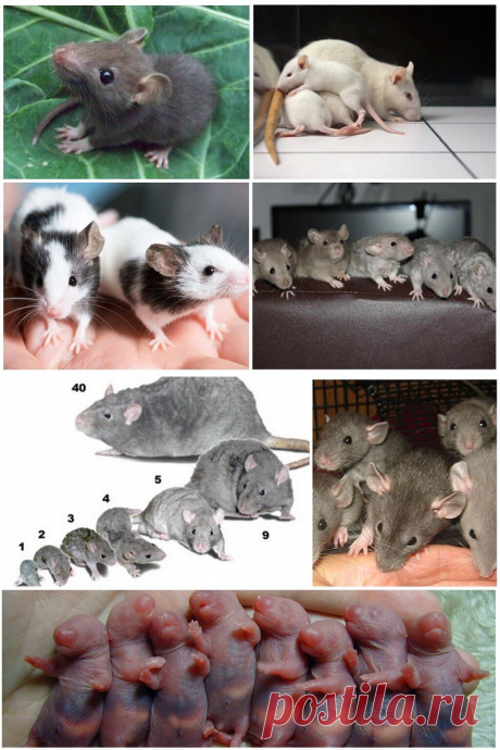 Описание и фото крысят