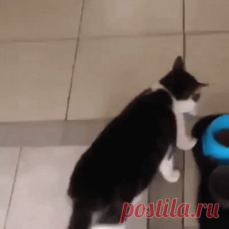 Animated GIF - Find & Share on GIPHY