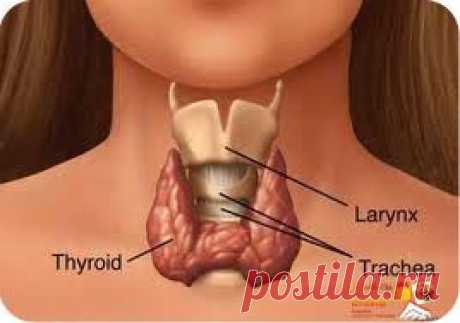 Щитовидная железа - симптомы, лечение народными средствами. | Кулинарные рецепты вкусной еды