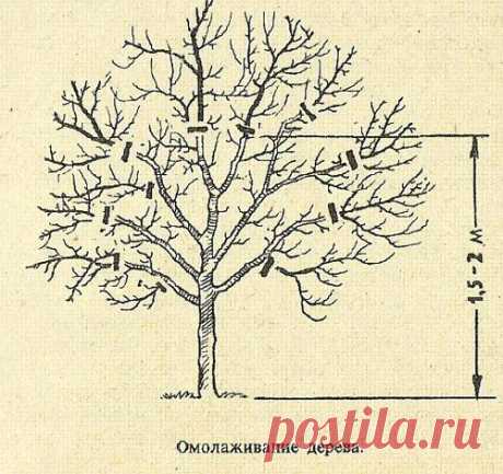 Омоложение плодовых деревьев.Яндекс фото.