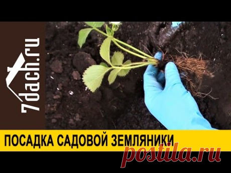 Посадка клубники (садовой земляники) - 7 дач