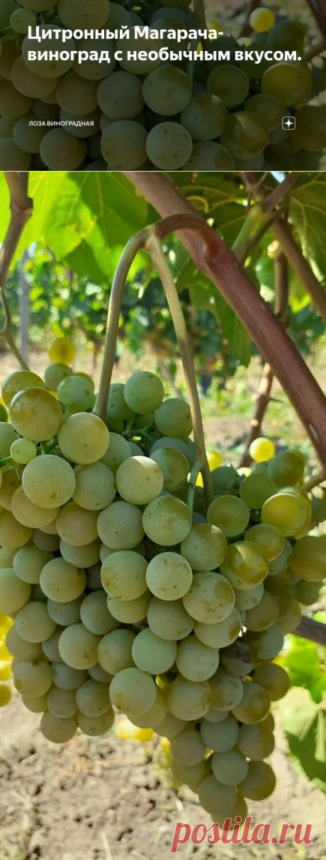Цитронный Магарача-виноград с необычным вкусом. | Лоза виноградная | Яндекс Дзен