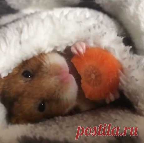 Умилительный японский хомяк, поедающий морковку перед сном, взорвал Интернет