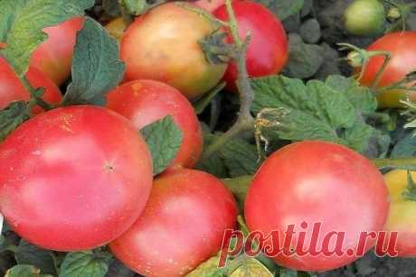 Лучшие томаты 2019 года: самые урожайные и новые сорта для теплиц и открытого грунта