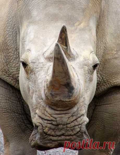 Интересные факты о носороге
Глядя на этих животных, кажется, что они не изменились с доисторических времен. Носороги в скором времени могут исчезнуть с лица земли. Не смотря на это, люди продолжают их уничтожать. Давайте вместе ознакомимся с интересными фактами о носорогах.
Смотрите все подробности здесь https://www.foto-sobitiya-planeti.ru/foto-sobitiya-planeti/interesnie-fakti-o-nosoroge