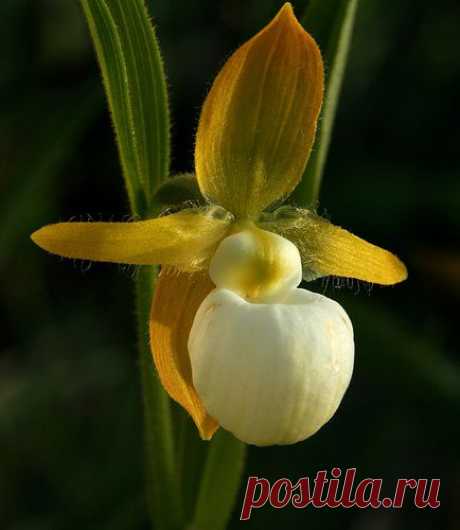 Lady's slipper Orchid | Beautiful Flowers around the world