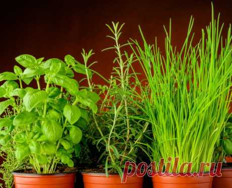 Зелень на подоконнике: переносим растение с грядки в дом