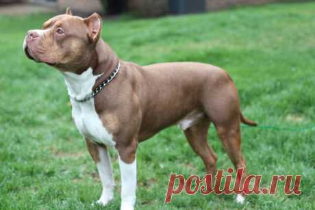 pitbull perro sale - Поиск в Google