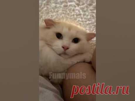 I share funny animal videos that i found for you if you like it please like and subscribe#funnyanimals #funnypets #cuteanimalsTAGS:funny animal videos that i...