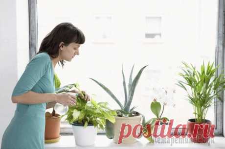 Пересадка комнатных растений: легко и просто