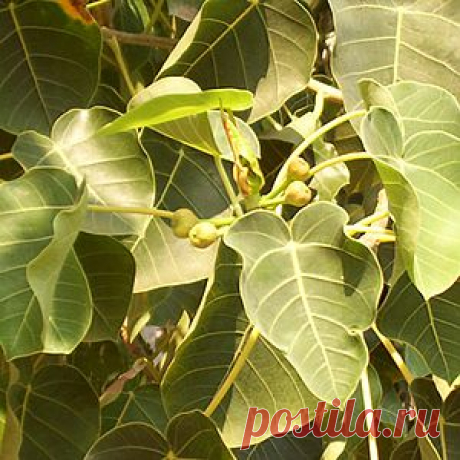 Фикус пальмера / Ficus palmeri