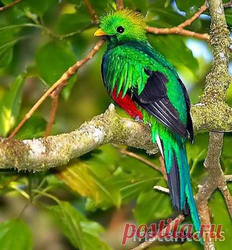 Квезаль - умирающий вид птицы, так сильно почитаемой ацтеками 

Очень красивая птица Квезаль, проживающая в горных лесах Южной Мексики. Очень сильно почитались ацтеками и майя.