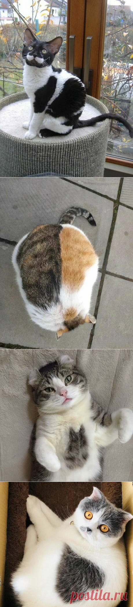 Кошки с уникальным окрасом шерсти