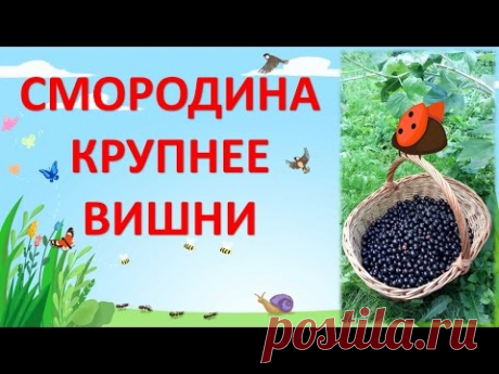 КРУПНОПЛОДНАЯ ЧЕРНАЯ  СМОРОДИНА .ОБЗОР ЛУЧШИХ СОРТОВ черной смородины.