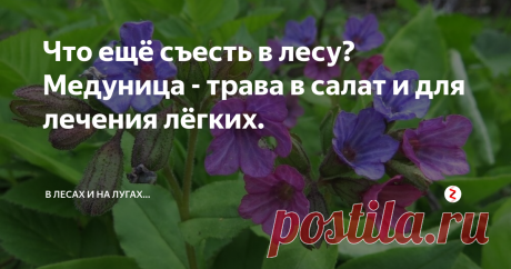 Что ещё съесть в лесу? Медуница - трава в салат и для лечения лёгких. С наступлением весны, природа нас радует всё больше и больше.  В какой-то момент дело доходит и до медуницы.
Это одно из тех растений, которое можно использовать в еду в свежем виде. Его листья кладут в салаты, супы и прочие блюда