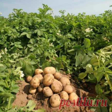 Когда и как вносят удобрения под картофель