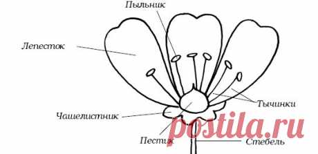 &quot;Декоративные цветы из ткани, бумаги, кожи: Практическое руководство&quot;