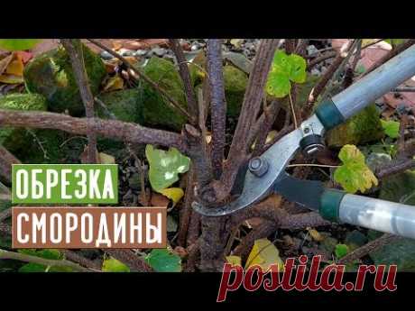 СМОРОДИНА 🌱 Правильная обрезка повысит урожай!!! / Садовый гид