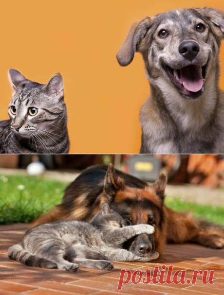 Собаки умнее кошек - Братья наши меньшие - ГОРНИЦА -блоги, форум, новости, общение