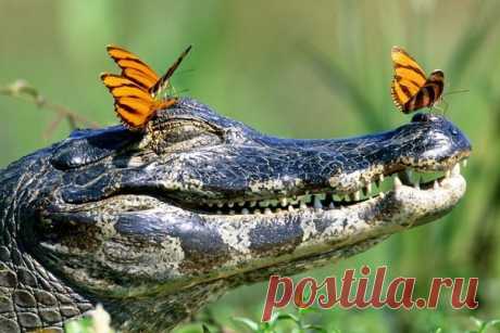 Интересные факты о крокодилах - Путешествуем вместе