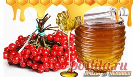 Как калина с мёдом помогают при гипертонии | Пчела &amp; Человек | Яндекс Дзен
